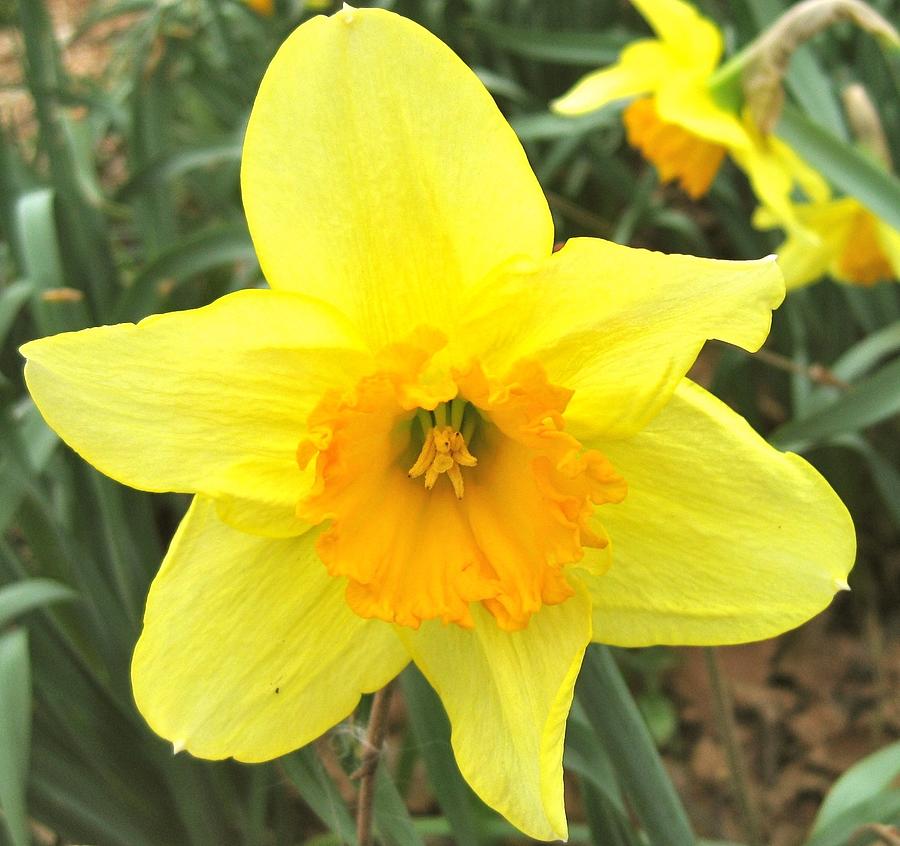 Daffodil  Photograph by Ydania Ogando