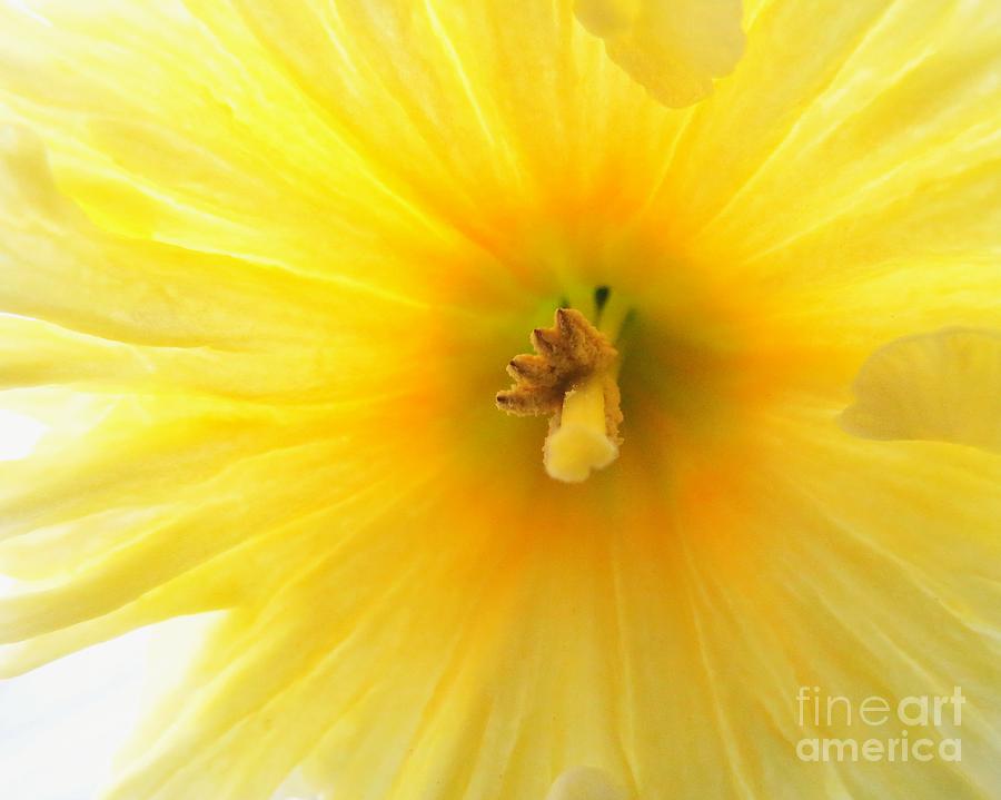 Daffodil Yellow Photograph by Scott Cameron