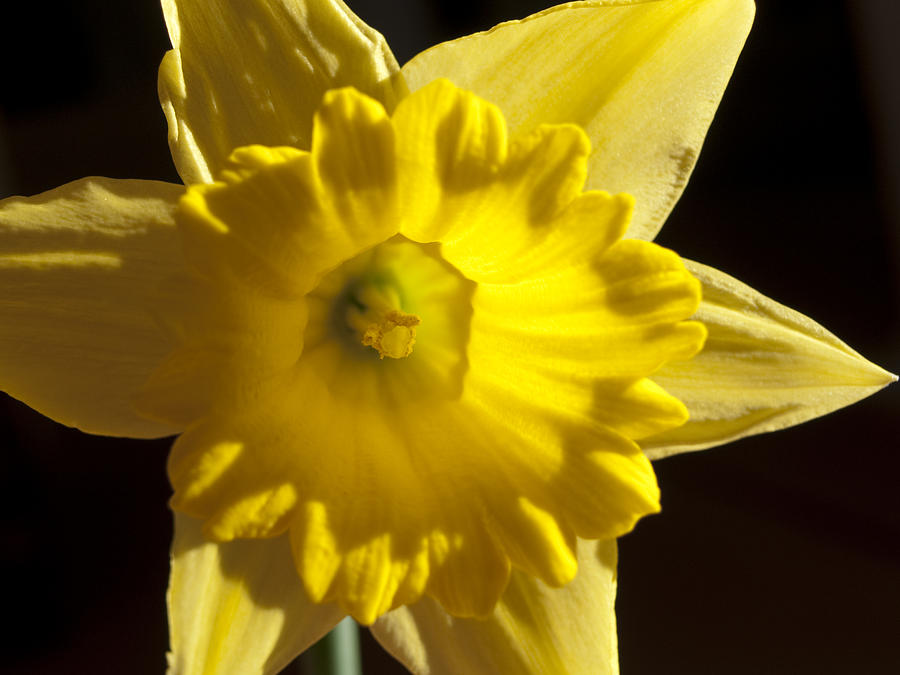 Daffodile Photograph by Haleh Mahbod