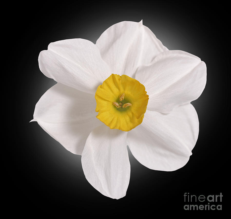 Daffodill  Photograph by Tony Cordoza