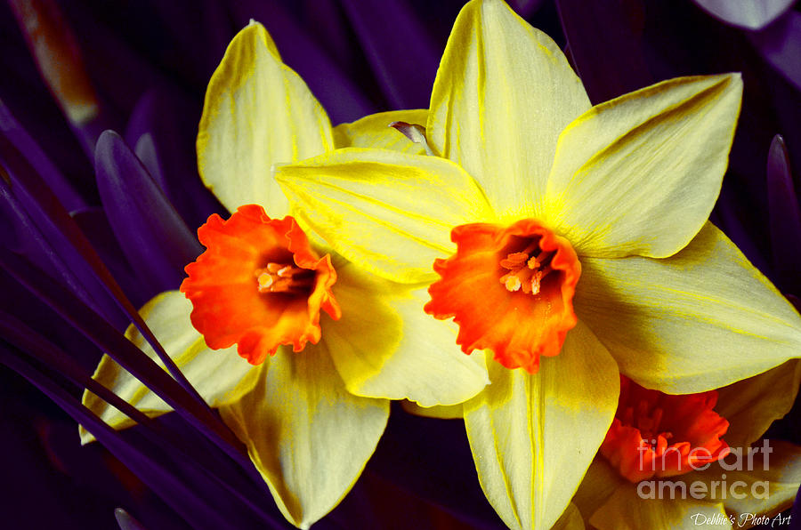 Daffodils - Digital Effect Photograph by Debbie Portwood