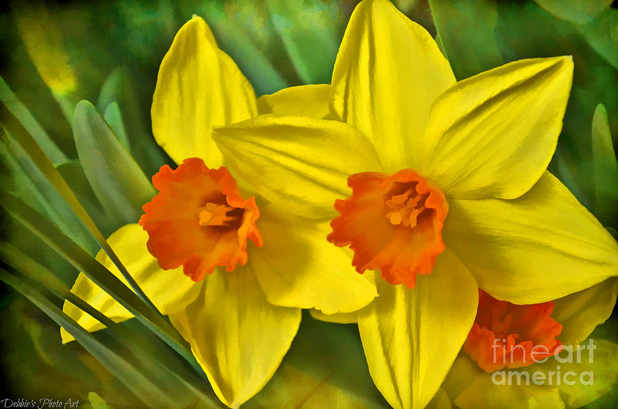 Daffodils - Digital Paint Photograph by Debbie Portwood