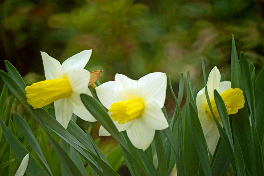 Trumpet Daffodils Photograph by Howard Tenke