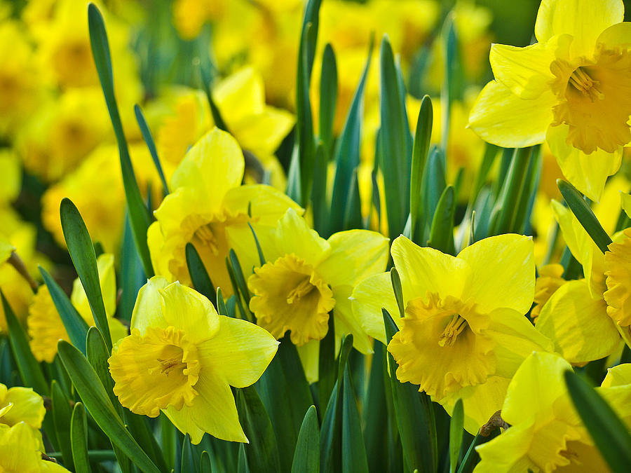 Spring Photograph - Daffodils 1 by Bernd Buessecker