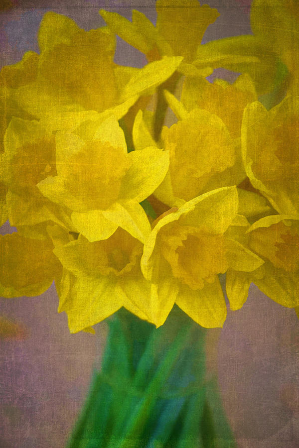Daffodils 10 Photograph by Pamela Cooper