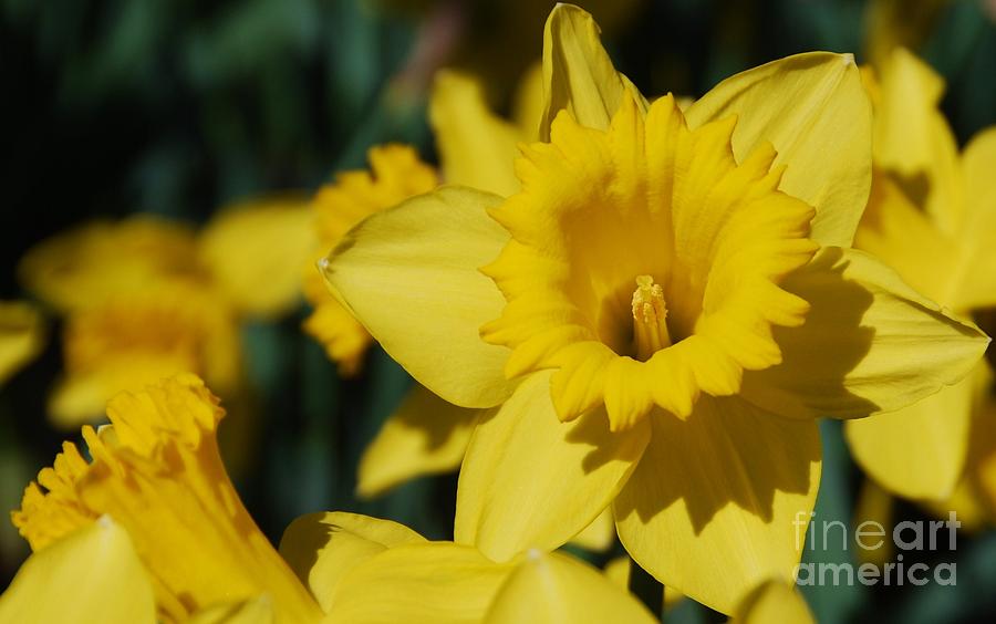 Daffodil  Portrait Vision # 3 Photograph by Marcus Dagan