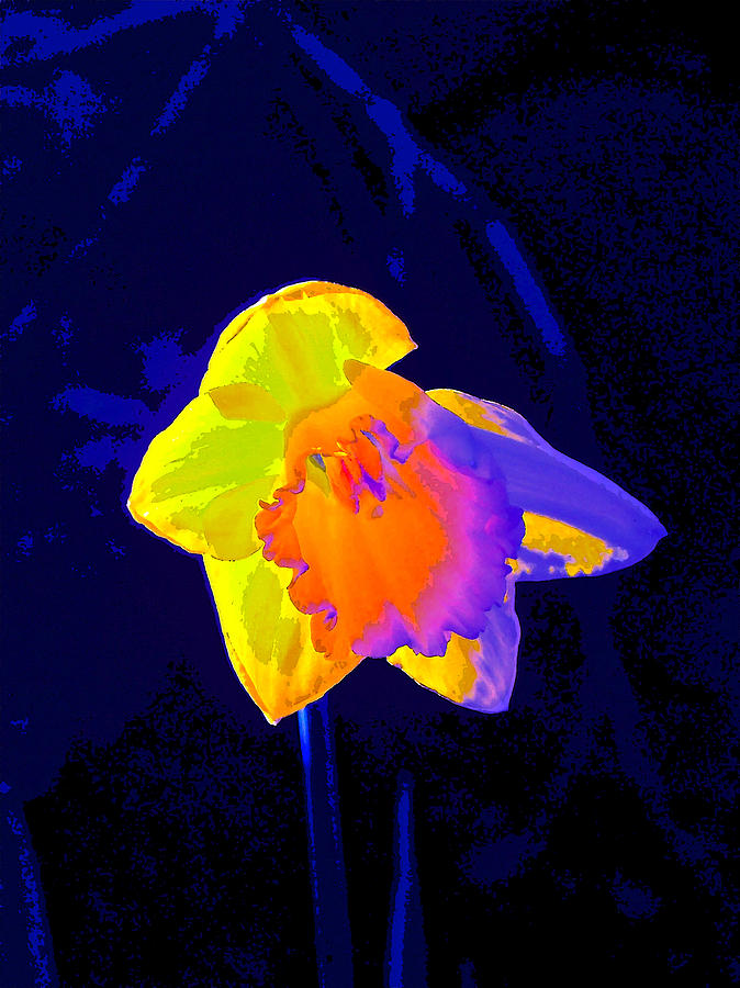 Daffodils 3 Photograph by Pamela Cooper