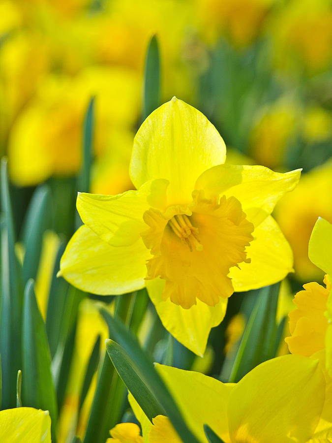 Daffodils 4 Photograph by Bernd Buessecker - Fine Art America