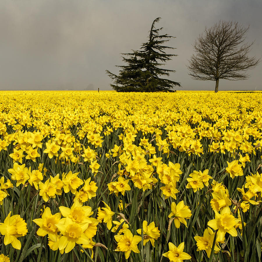 Daffodils A Plenty Photograph by Tony Locke