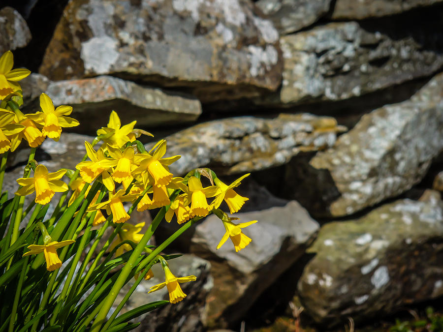 Daffodils Against an Irish Stone Wall Photograph by James Truett
