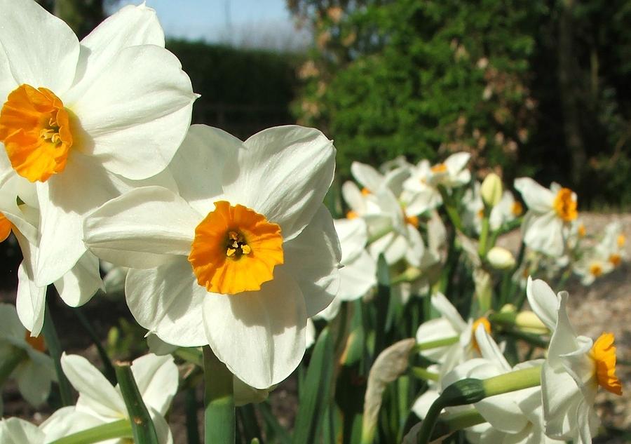 Daffodils Photograph by Alex Mills - Fine Art America