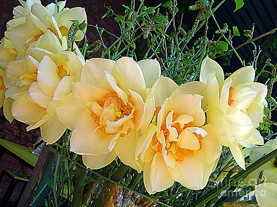 Daffodils Photograph by Amalia Suruceanu