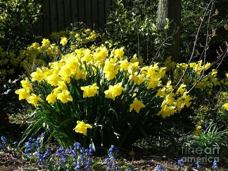 Daffodils And Bluebells Photograph