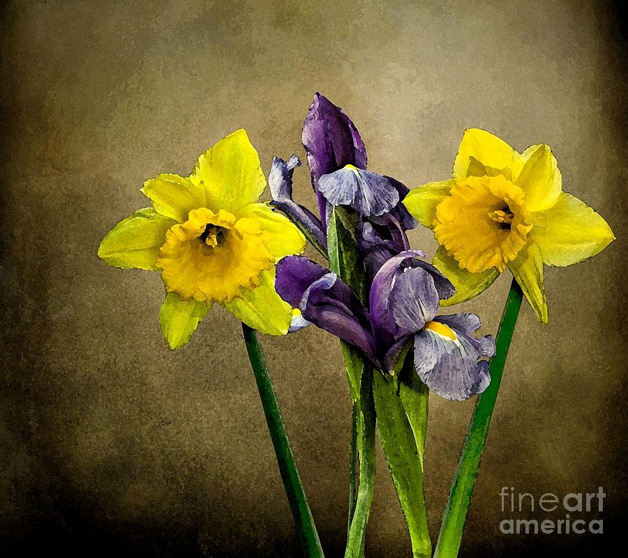 Daffodils and Iris Photograph by Shirley Mangini