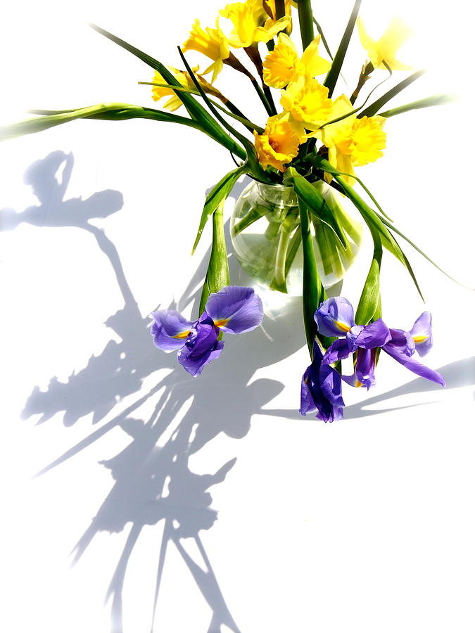 Daffodils And Iris Photograph