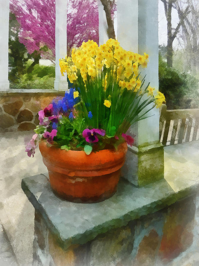 Daffodils and Pansies in Flowerpot Photograph by Susan Savad