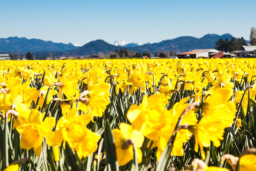 Daffodils and Snow-capped Mountains Photograph by Judy Wright Lott