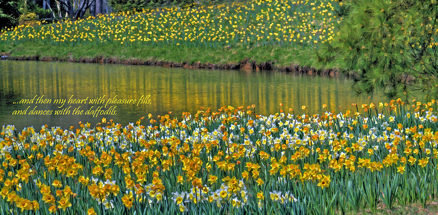 Daffodils and Wordsworth Photograph by Jerry Gammon