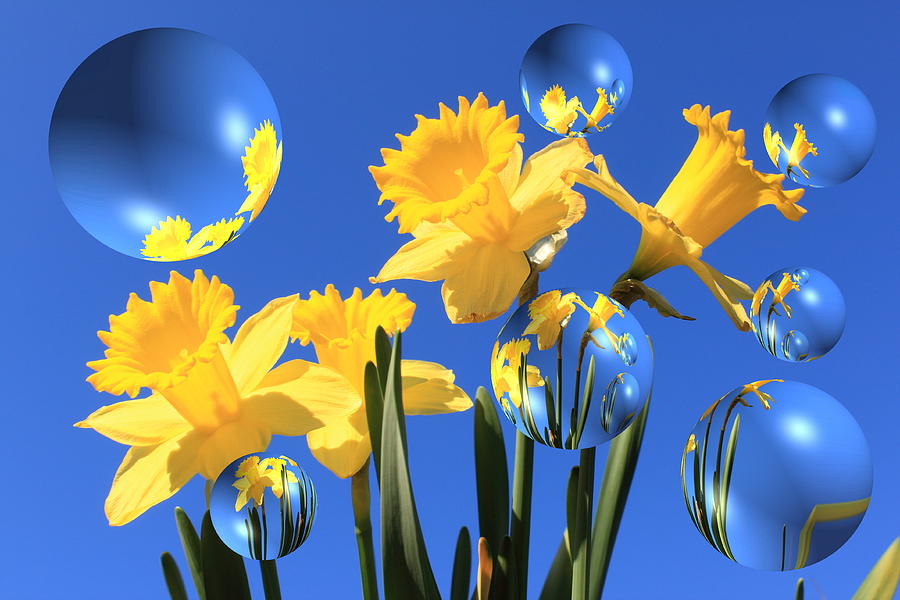 Daffodils andd Bubbles Photograph by James Harmon Pixels