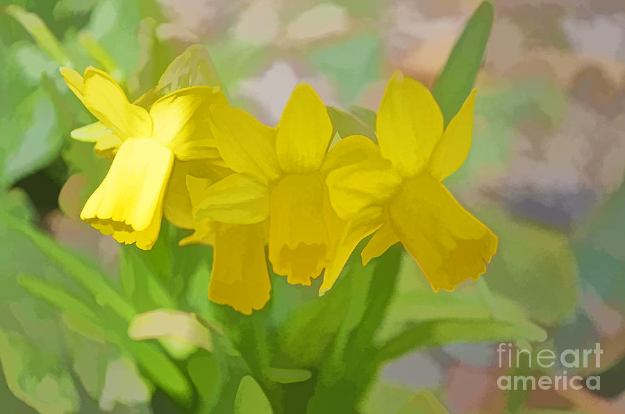 Spring Photograph - Daffodils Announcing Spring by Luther Fine Art