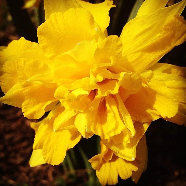 Spring Photograph - Daffodils Are Blooming by Christy Beckwith