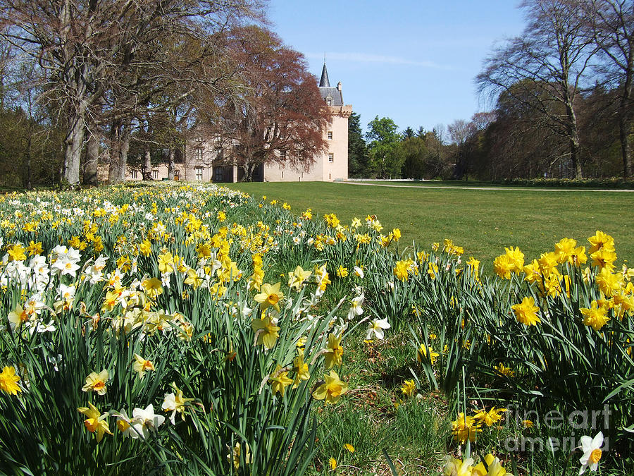 Daffodils at Brodie Castle, Moray - Scotland Photograph by Phil Banks