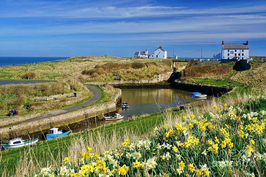 Seaton Sluice Harbour Daffodils Photograph by Les Bell
