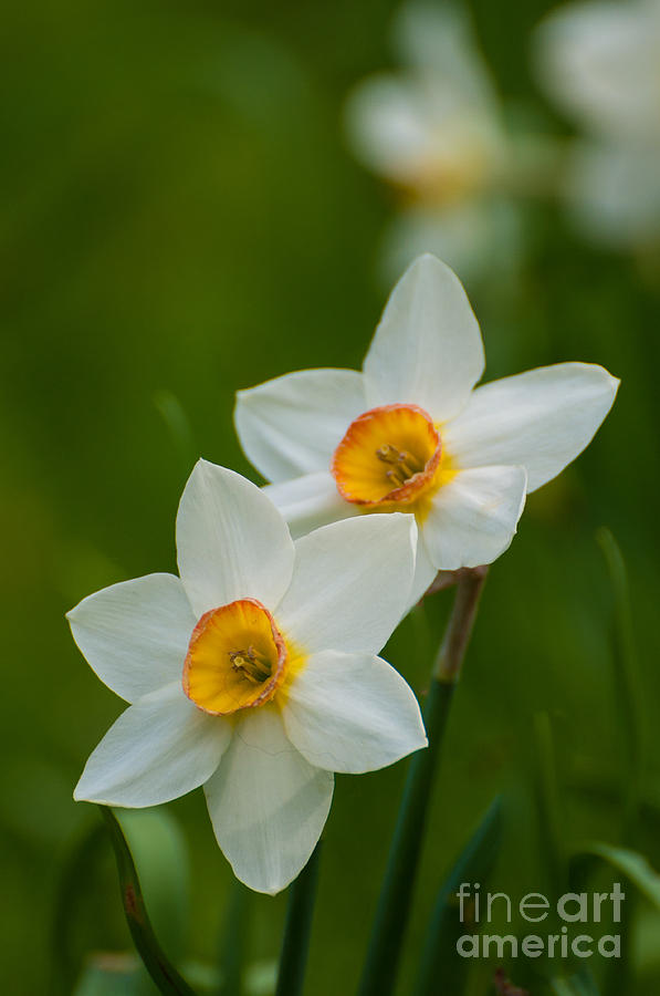Daffodils Photograph by Bianca Nadeau