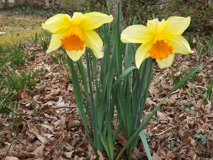 Daffodils Photograph by Bill TALICH