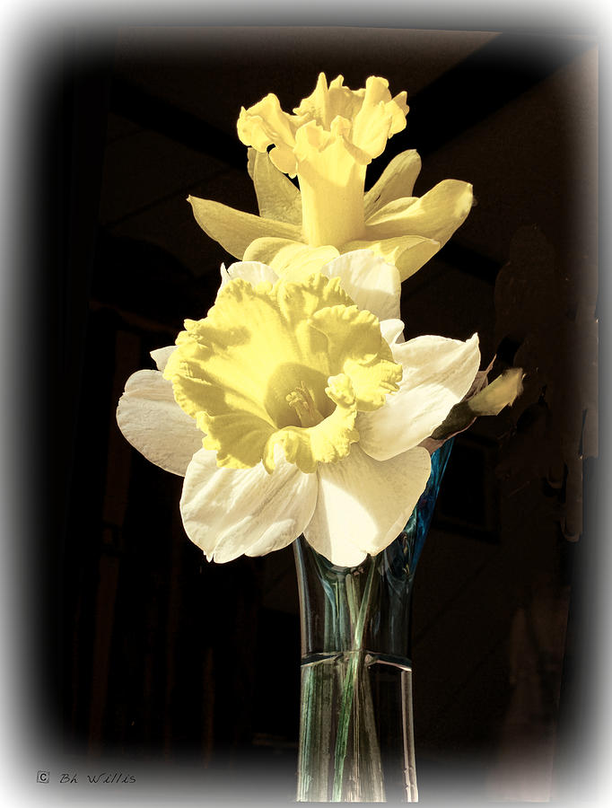 Daffodils Photograph by Bonnie Willis