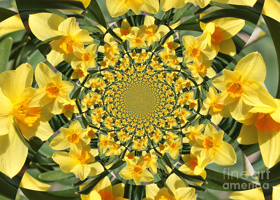 Daffodils Burst Kaleidoscope Photograph by Carol Groenen
