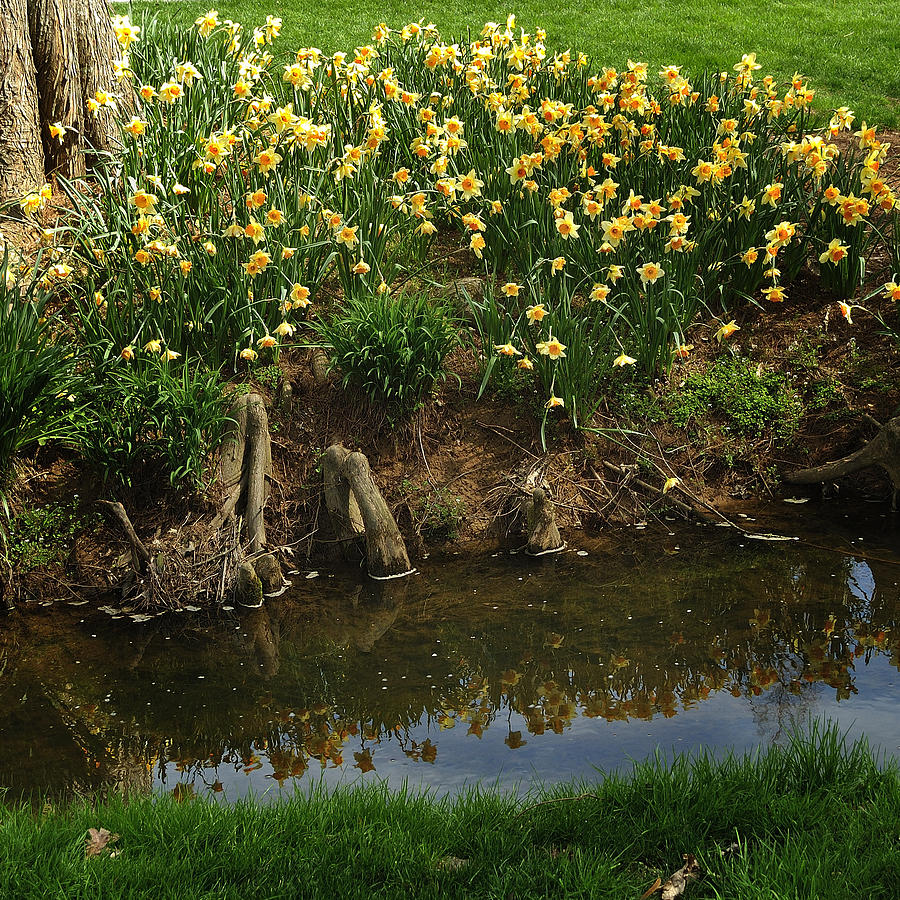 Daffodils by a Stream Photograph by George Taylor