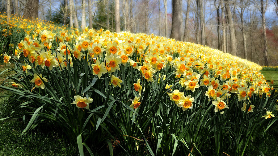 Daffodils by the Dozens Photograph by George Taylor