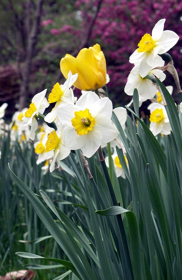 Daffodils Photograph by Carolyn Jacob