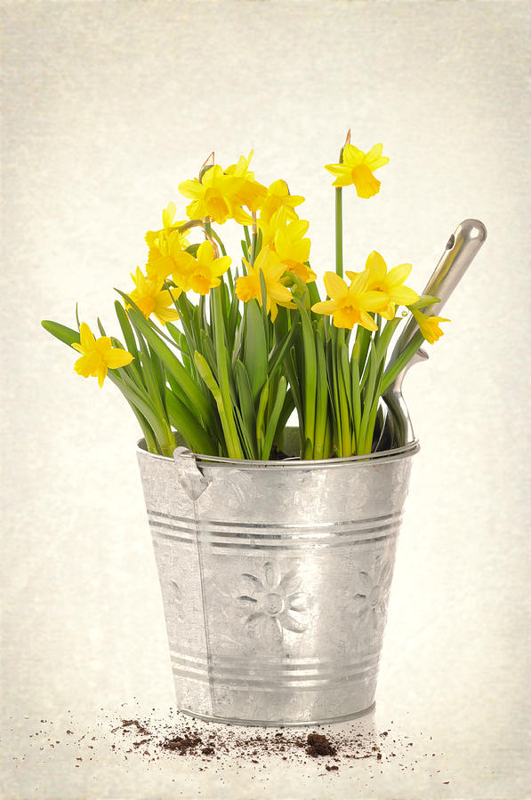 Spring Photograph - Daffodils by Amanda Elwell