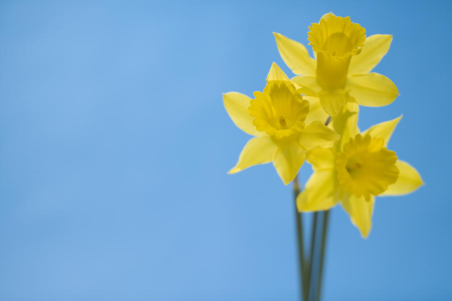 Daffodils Photograph by Comstock Images