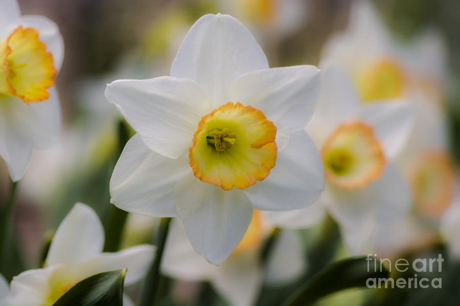 Daffodils Photograph by Dan Hefle