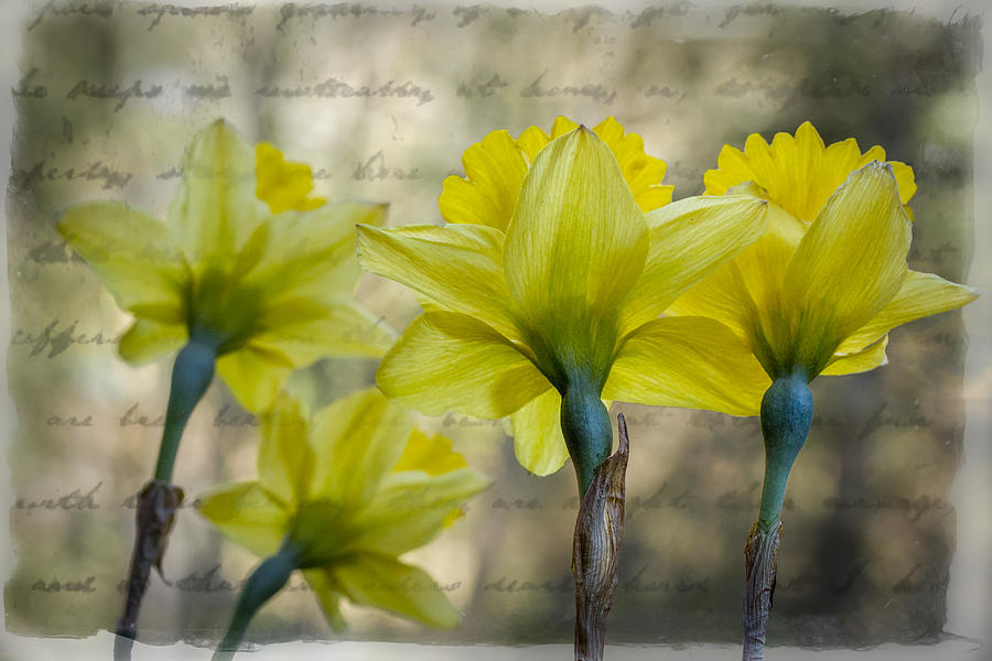 Mountain Photograph - Daffodils by Debra and Dave Vanderlaan