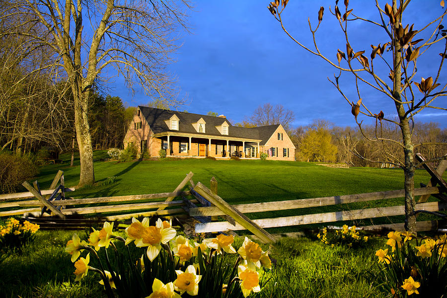 Daffodils Depict Spring Home Photograph by Randall Branham