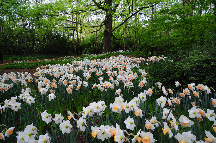 Daffodils Display. Keukenhof Botanical Garden. Netherlands Photograph by Jenny Rainbow
