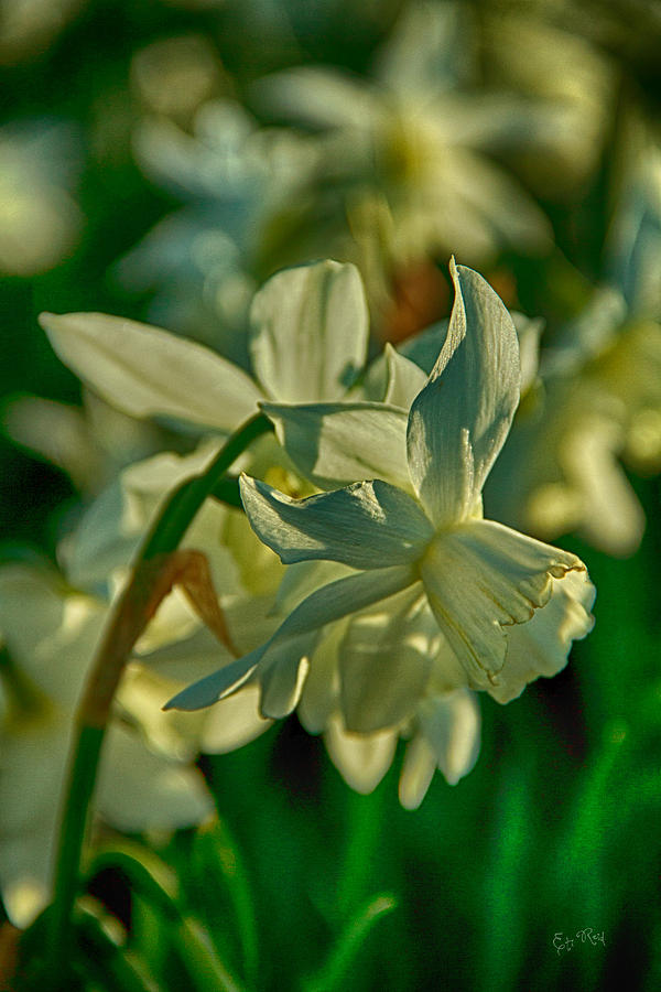 Daffodils dreams Photograph by Eti Reid