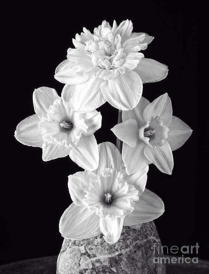 Flower Photograph - Daffodils by Edward Fielding