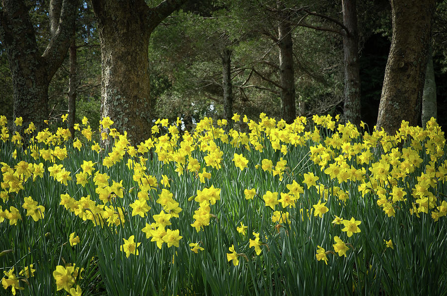 Daffodils En Masse Photograph by © All Rights Reserved