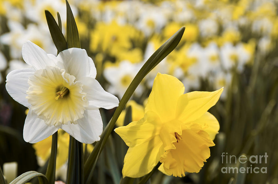 Flower Photograph - Daffodils flowering by Elena Elisseeva