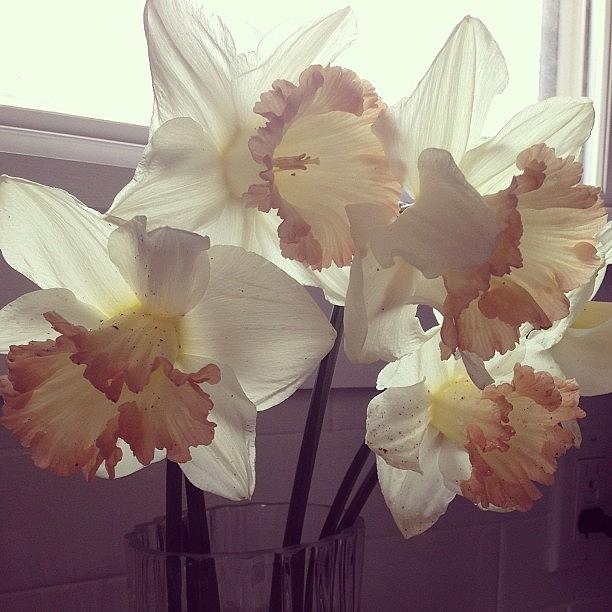 Daffodils, Fresh From Old Mcsilvers Photograph by Lauren Mccullough