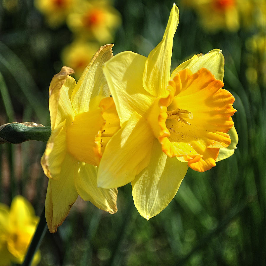 Daffodils Photograph by George Taylor