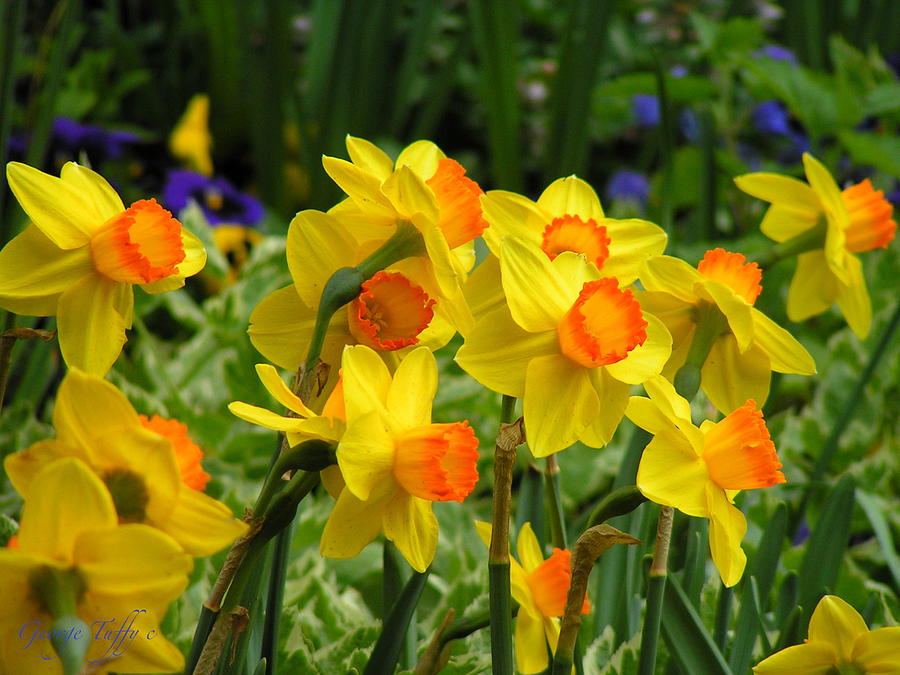 Daffodils Photograph by George Tuffy