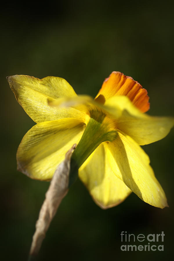 Daffodils Grace Photograph by Joy Watson