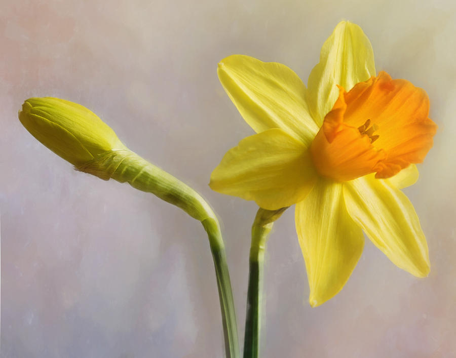 Spring Photograph - Daffodils by Hal Halli
