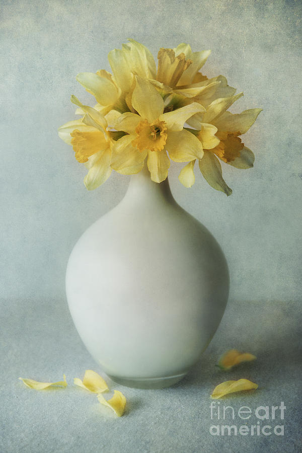 Daffodils in a white flowerpot Photograph by Jaroslaw Blaminsky